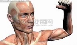 人体模型最新爆料图集,前沿科技与人体奥秘的完美融合